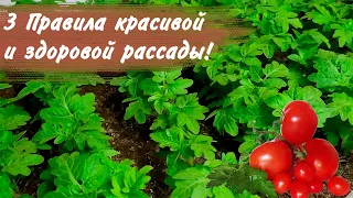Как вырастить крепкую рассаду томатов? Эти три правила помогут вам.