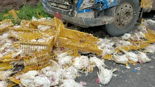موت الاف الدجاج في نقيل سمارة اليوم بسبب اصطدام دينتين مليئة بالدجاج