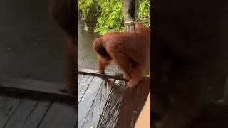 Attacked By An Orangutan! 🦧