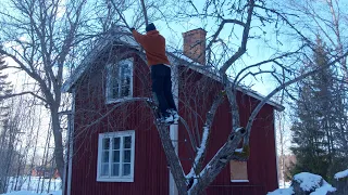 Ch. 28 - Pruning Neglected 60-Year-Old Apple Tree