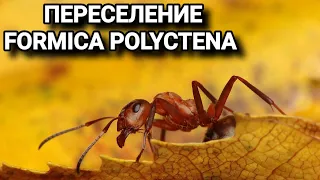 Распаковка и обзор фермы Белый Дом 4XL от 4 ants. Заселение в него муравьёв Formica polyctena.