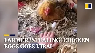 Farmer 'stealing' chicken eggs goes viral