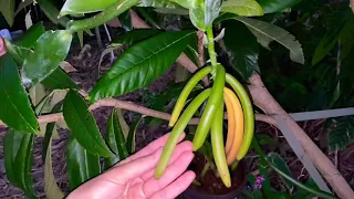 First Vanilla bean/pods harvest and first step of the curing process