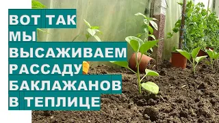 Вот так мы высаживаем рассаду баклажанов в теплице Planting eggplant seedlings in a greenhouse