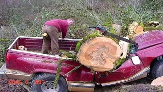 TOP 10 Extremely Crazy Dangerous Tree Felling Fails With Chainsaw & Tree Pulling by Car