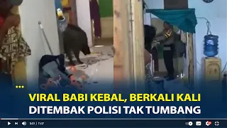 Viral Babi Kebal, Berkali kali Ditembak Polisi Tak Tumbang, Masuk Rumah Warga di Brebes