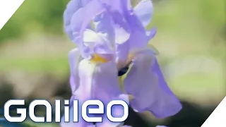 Bis zu 100.000€/Liter - Darum ist diese Blume so wertvoll! | Galileo | ProSieben