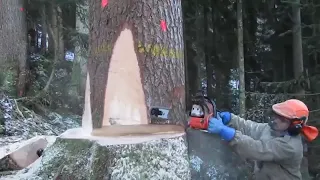 Extreme Technology Fastest Turbo ChainSaw Skills Heavy Biggest Tree Felling Wedge Cutting Down.mp4