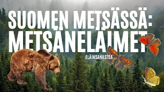 Suomen metsässä: METSÄN ELÄIMET // eläinsanastoa