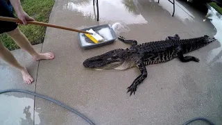 Alligator Catch and Unexpected "Cleaning"