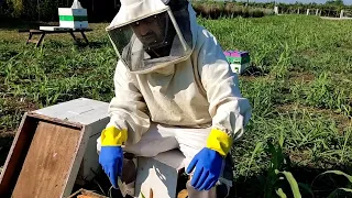 Κανόνες εισαγωγής βασίλισσας 🐝 για 100% αποδοχή- Μέλισσοκομια 2022 - βασιλοτροφία - παραφυάδες