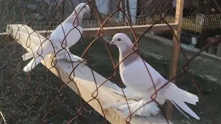 Голуби Тасманы,идеальные Голуби Ташкента,Tasmanian Pigeons, ideal Pigeons of Tashkent!!!