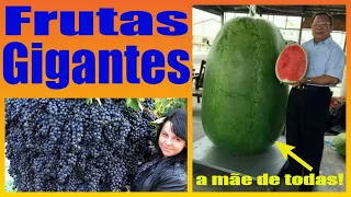 THE LARGEST FRUITS IN BRAZIL. Giant Fruits. Only the big ones!