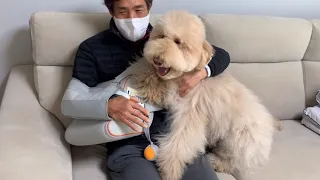 Big Fluffy Dog Cries When Reunited With Sick Dad