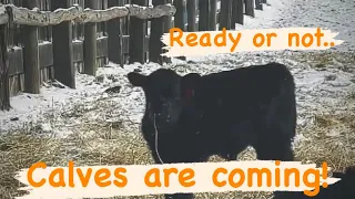 How to know a cow is close to calving.