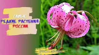 Самые редкие растения России.🌼Краснокнижные растения России.