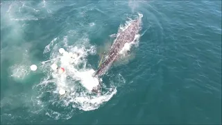 CHUKOTKA: whale hunting/ЧУКОТКА: китовая охота