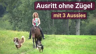 Ausritt ohne Zügel mit Isländer und drei Aussies