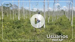 Plantaciones de Meliaceae para el control de plagas