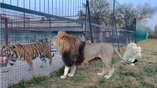 Lion vs Tiger-Encounter