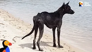 Man On Cruise Finds Dog On Deserted Island and Rescues Her | The Dodo