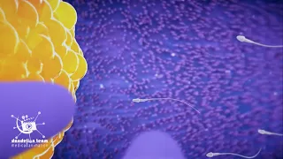 Fertilization | 3d medical animation #sperm #egg #fertilization #semen