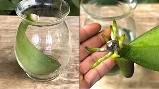 Plant an orchid leaf in this very easy way and it will grow roots immediately