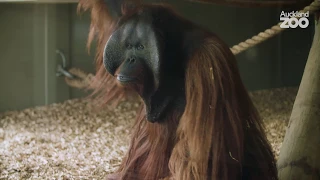 Episode 3: Orangutans on the move to Orana Park