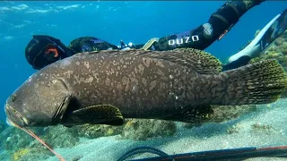 GIANT GROUPER IN SHALLOW WATER || SPEARFISHING PHILIPPINES || NEW SPECIES UNLOCK!