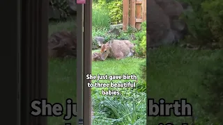 Deer gives birth in man's backyard | Humankind #Shorts