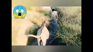 Donkey Meeting First time village