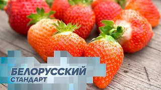 Клубничный рай из Дворца. Как выращивают самую сладкую ягоду в Беларуси?