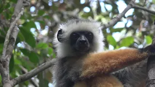 Madagascar Lemurs and Some Herps