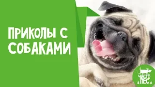 Приколы с собаками и смешные видео про собак с животными и людьми - до слёз смеялся.