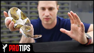 How to Handle an "Aggressive" Ball Python