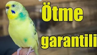 Budgie sounds Budgie singing 🐦