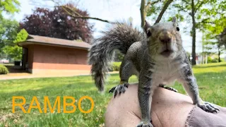 Squirrel: RAMBO Wednesday - Tacoma Washington 20230517