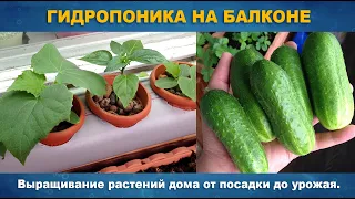 ГИДРОПОНИКА НА БАЛКОНЕ - Выращивание растений дома на одном питательном растворе от семян до урожая