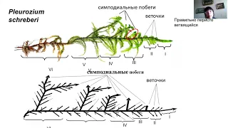 М.В. Костина:  "Влияние микроклиматических условий на строение побеговых систем бокоплодных мхов"