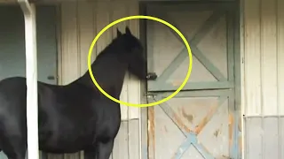 Nobody Believed What this Horse Did at Night, Until a Camera Caught This