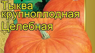 Тыква крупноплодная Целебная. Краткий обзор, описание характеристик, где купить семена Tselebnaya