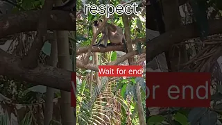 Look this respect short😂! #shorts #shortsvideo #new #trending #animals #respect;