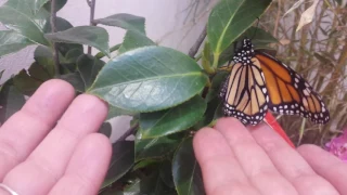 Monarch Butterfly -  Monarch (Danaus Plexippus)