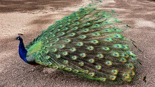 Amazing Australia - Peacock