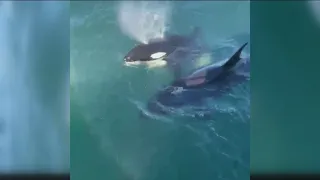 Orcas spotted off La Jolla coast