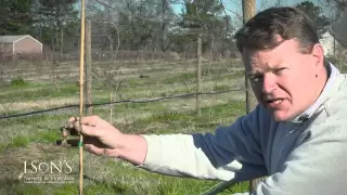 Ison's Nursery How to Plant a Muscadine Vine Instructional