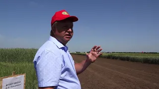 Яровой ячмень, яровая пшеница, овес, тритикале  День поля в НИИСХ Крыма 2019
