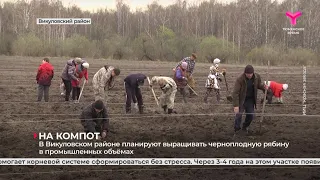 В Викуловском районе планируют выращивать черноплодную рябину в промышленных объёмах