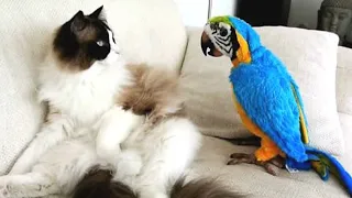 When Your Cat Is Obsessed With His Tiny Love Bird