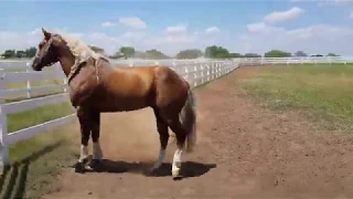 SHOW ME THE BUCKLES retosando en Tom McCutcheon Reining Horses